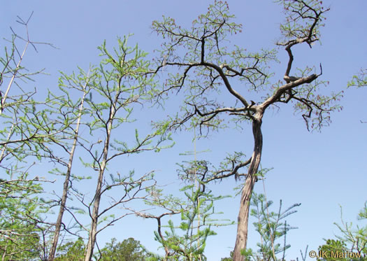 image of Taxodium ascendens, Pond Cypress