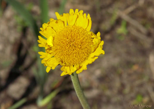 image of Helenium pinnatifidum, Savanna Sneezeweed, Southeastern Sneezeweed