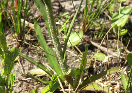 Savanna Sneezeweed