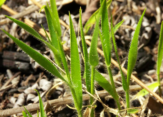 image of Amphicarpum amphicarpon, Pinebarrens Peanut-grass, Pinebarrens Goober-grass, New Jersey Goober-grass