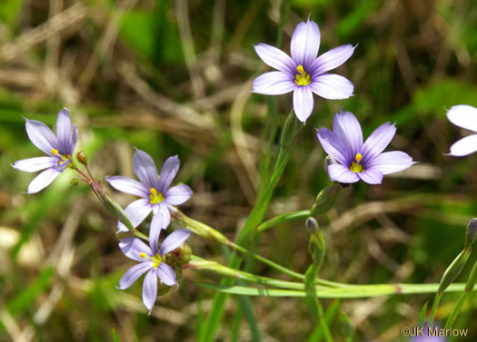 image of Sisyrinchium atlanticum, Atlantic Blue-eyed-grass, Eastern Blue-eyed-grass