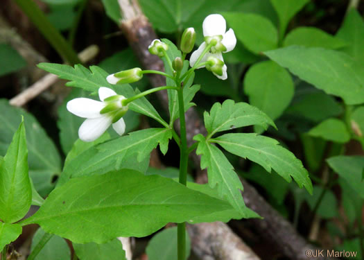 image of Cardamine diphylla, Broadleaf Toothwort, Crinkleroot, Pepperroot, Two-leaved Toothwort