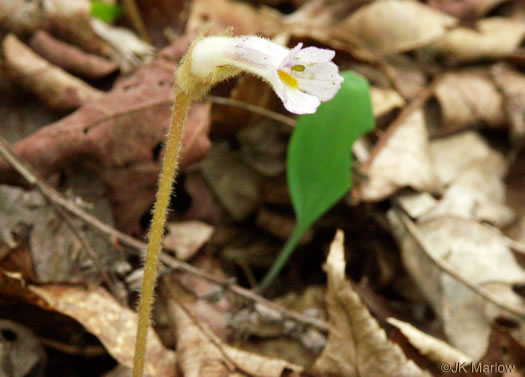 image of Aphyllon uniflorum, One-flowered Cancer-root, One-flowered Broomrape, Ghostpipe