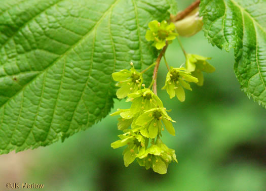 image of Acer pensylvanicum, Striped Maple, Moosewood