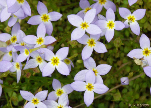 image of Houstonia serpyllifolia, Thymeleaf Bluet, Appalachian Bluet, Prostrate Bluet, Marsh Bluet