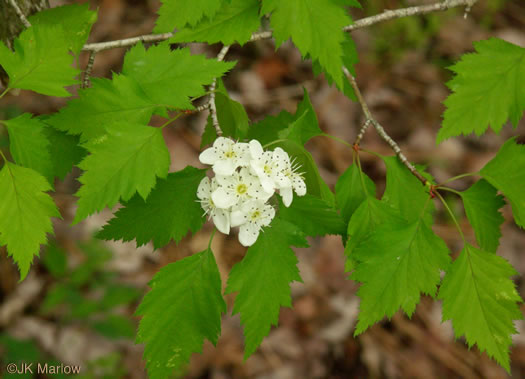 image of Crataegus schuettei, Schuette's Hawthorn