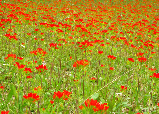 image of Castilleja coccinea, Eastern Indian Paintbrush, Scarlet Indian Paintbrush, Eastern Paintbrush