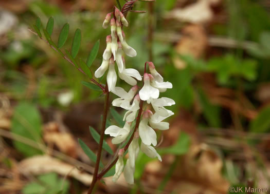 image of Vicia caroliniana, Carolina Vetch, Wood Vetch, Pale Vetch