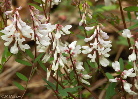 image of Vicia caroliniana, Carolina Vetch, Wood Vetch, Pale Vetch