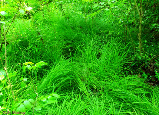 image of Carex prasina, Necklace Sedge, Drooping Sedge