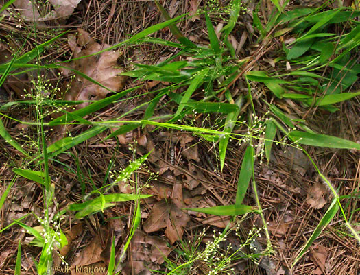 image of Dichanthelium laxiflorum, Open-flower Witchgrass, Open-flower Rosette Grass