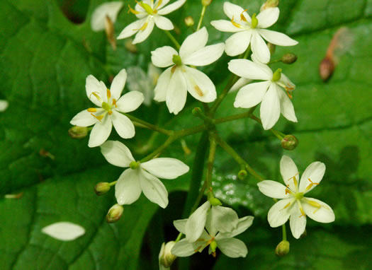 image of Diphylleia cymosa, Umbrella-leaf, Pixie-parasol