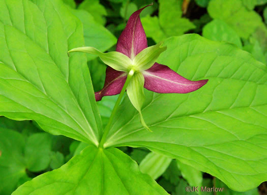 image of Trillium erectum, Red Trillium, Purple Trillium, Stinking Willie, Stinking Benjamin