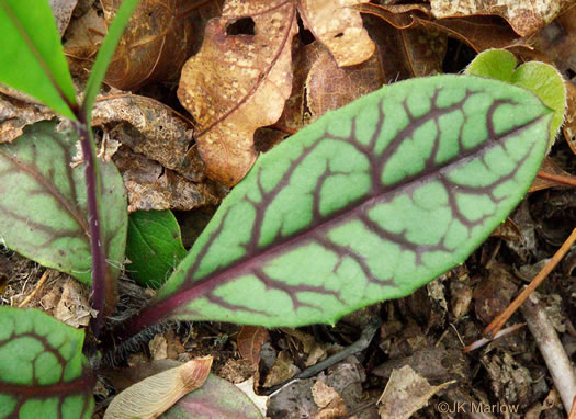 image of Hieracium venosum, Rattlesnake Hawkweed, Rattlesnake Weed, Veiny Hawkweed