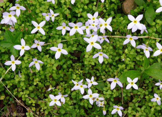 image of Houstonia serpyllifolia, Thymeleaf Bluet, Appalachian Bluet, Prostrate Bluet, Marsh Bluet