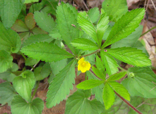 image of Potentilla simplex, Old Field Cinquefoil, Old-field Five-fingers, Common Cinquefoil