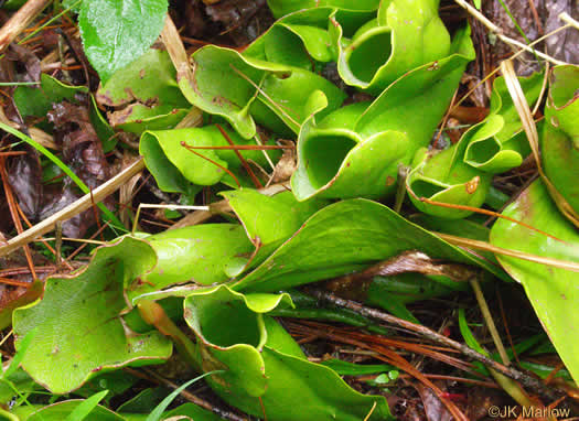 image of Sarracenia purpurea var. montana, Southern Appalachian Purple Pitcherplant