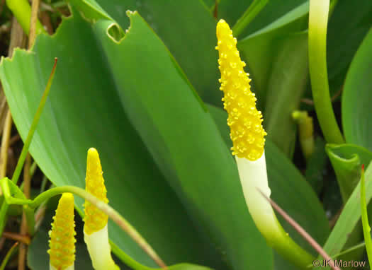 image of Orontium aquaticum, Golden Club, Never-wet, Bog Torches