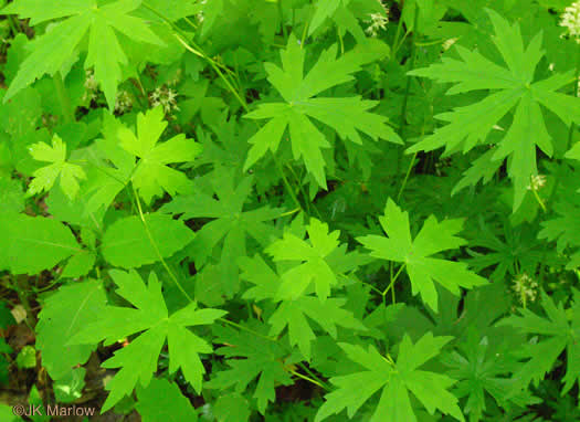 image of Aconitum uncinatum, Appalachian Blue Monkshood, Eastern Blue Monkshood