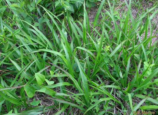 image of Coleataenia anceps ssp. anceps, Beaked Panicum, Beaked Panicgrass