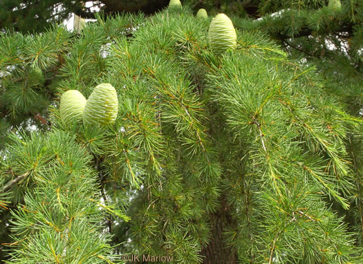 image of Cedrus deodara, Deodar Cedar