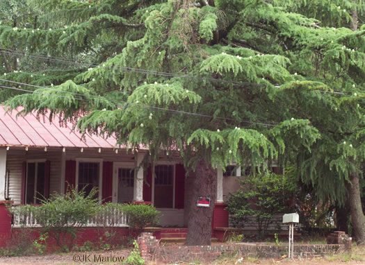 image of Cedrus deodara, Deodar Cedar