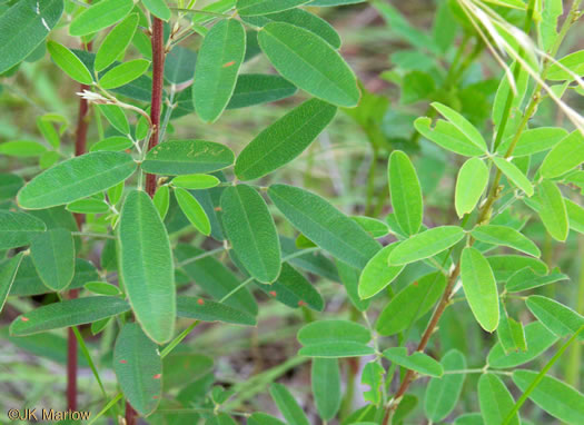 image of Lespedeza virginica, Virginia Lespedeza, Slender Lespedeza, Virginia Bush-clover, Slender Bush-clover