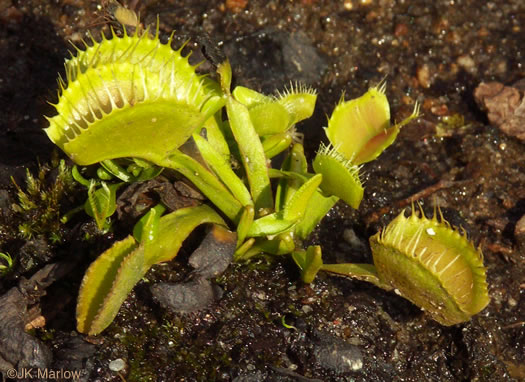 image of Dionaea muscipula, Venus Flytrap, Meadow Clam, Tippitiwitchet