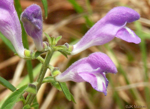 image of Scutellaria integrifolia, Hyssop Skullcap, Narrowleaf Skullcap