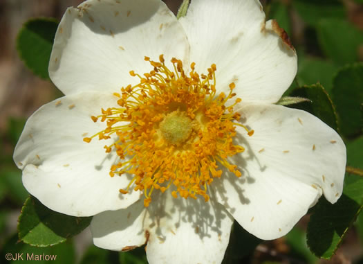 image of Rosa bracteata, McCartney Rose, Chickasaw Rose