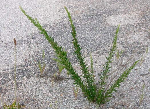 image of Lespedeza cuneata, Sericea Lespedeza, Chinese Lespedeza, Sericea