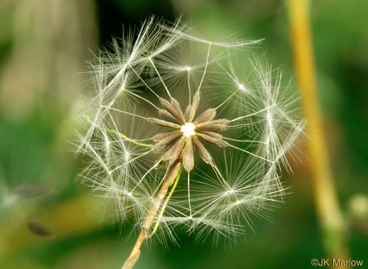 image of Lactuca serriola, Prickly Lettuce