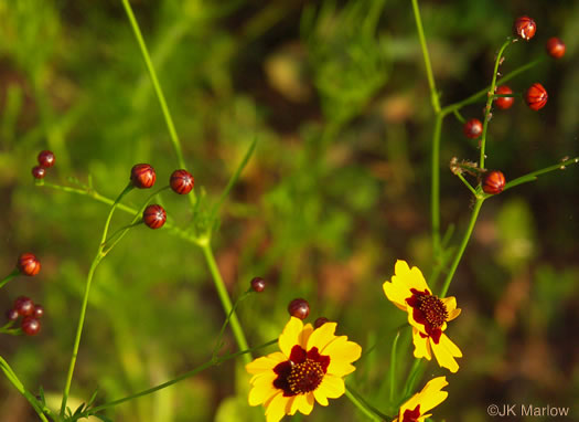 image of Coreopsis tinctoria var. tinctoria, Plains Coreopsis, Calliopsis, Garden Coreopsis, Golden Tickseed