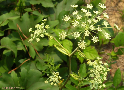 image of Angelica venenosa, Hairy Angelica, Downy Angelica, Deadly Angelica, Woodland Angelica