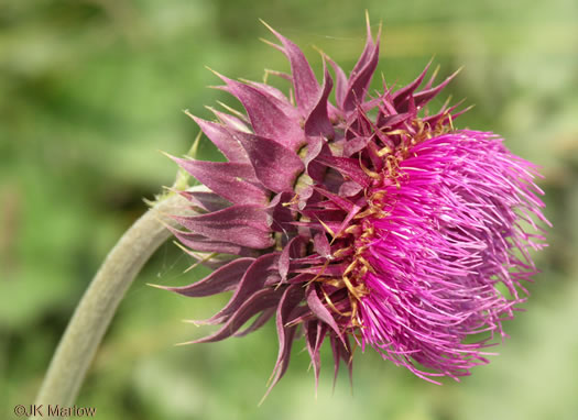 image of Carduus nutans, Nodding Thistle, Musk Thistle