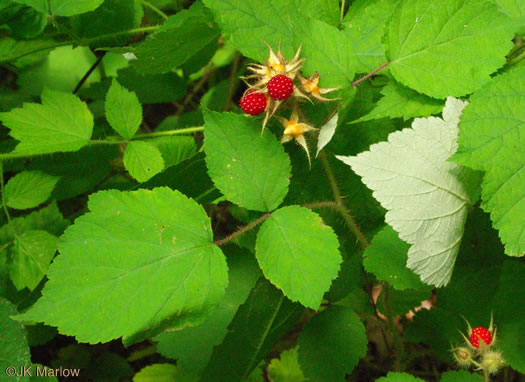 image of Rubus phoenicolasius, Wineberry, Wine Raspberry