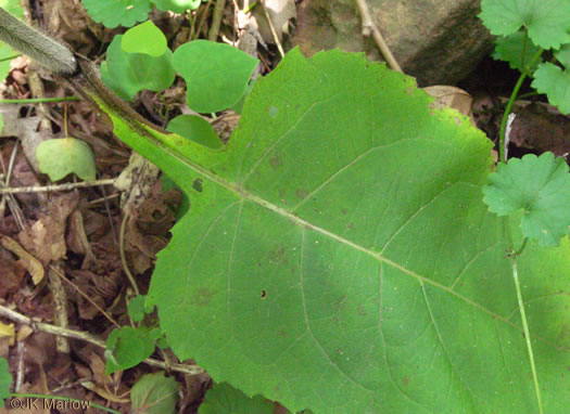 image of Silphium connatum, Virginia Cup-plant