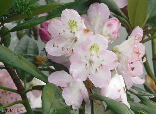 Rosebay Rhododendron