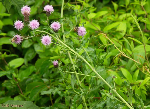 image of Cirsium arvense, Canada Thistle, Field Thistle