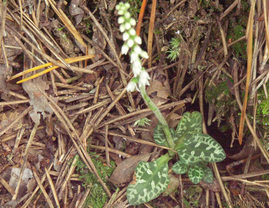 image of Goodyera repens, Lesser Rattlesnake-orchid, Lesser Rattlesnake-plantain