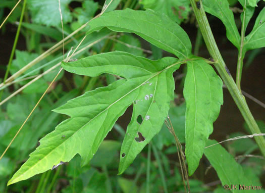 image of Rudbeckia laciniata var. laciniata, Greenheaded Coneflower, Common Cutleaf Coneflower