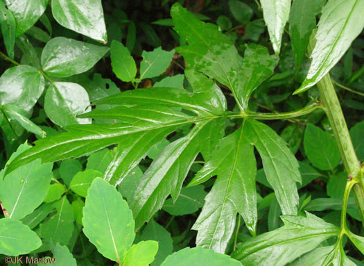 image of Rudbeckia laciniata var. laciniata, Greenheaded Coneflower, Common Cutleaf Coneflower