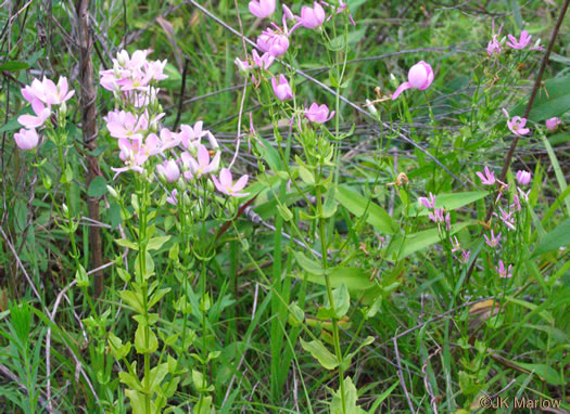 image of Sabatia angularis, Rose-pink, Bitterbloom, Common Marsh-pink, American Centaury