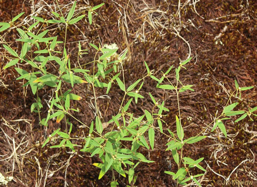 image of Croton willdenowii, Outcrop Rushfoil, Willdenow's Croton, Glade Rushfoil, Broadleaf Rushfoil