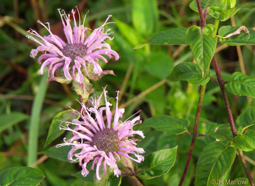 image of Monarda fistulosa +, Wild Bergamot