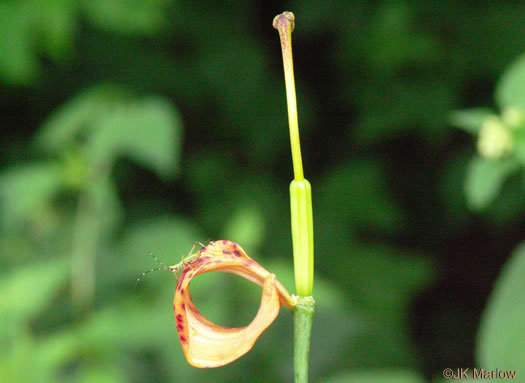 image of Lilium superbum, Turk's-cap Lily, Lily-royal, Superb Lily