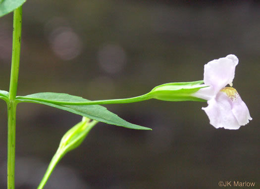 image of Mimulus ringens var. ringens, Allegheny Monkeyflower, Square-stemmed Monkeyflower