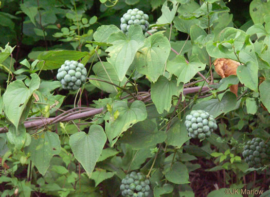 image of Smilax herbacea, Common Carrionflower, Smooth Carrionflower