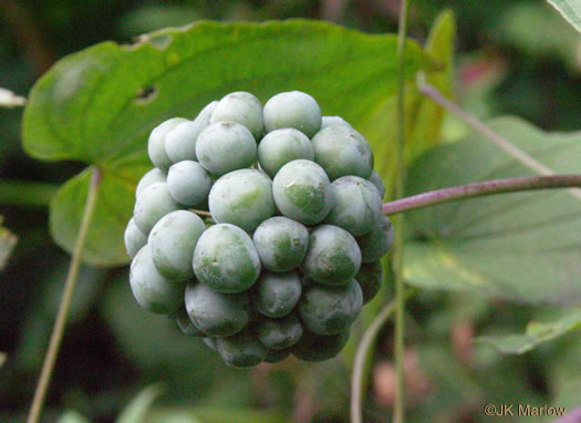 image of Smilax herbacea, Common Carrionflower, Smooth Carrionflower