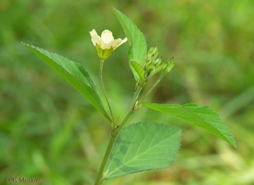 image of Sida rhombifolia var. rhombifolia, Arrowleaf Sida, Diamondleaf Fanpetal, Cuban Jute